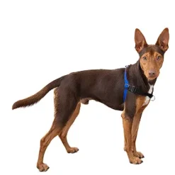 Comfort Stability Training Harness Blue