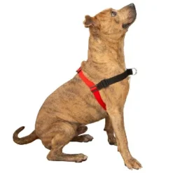 Comfort Stability Training Harness Red