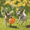 KONG Jumbler Ball Medium