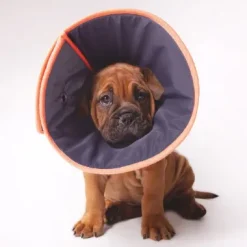 Recovery Collar Grey / Orange